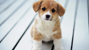 Người mắc Covid-19 và người cùng nhà không nên tiếp xúc với vật nuôi