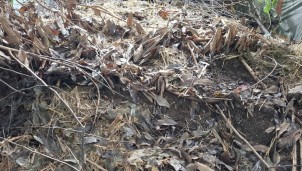 Thanh niên, cán bộ Đoàn tiên phong bảo vệ môi trường từ xử lý chất thải nông nghiệp