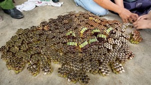 Thông tin mới nhất xung quanh nấm Ngưu Chương Chi 'Quốc bảo Đài Loan' tại Việt Nam