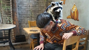 Cà phê gấu mèo thành 'bom hẹn giờ' lây lan virus corona ở Hàn Quốc