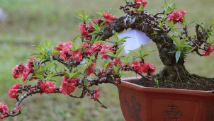 Chiêm ngưỡng loại đào "tiến vua" đếm hoa ra tiền bắt đầu khoe sắc