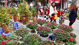 Chợ hoa Tết và văn hóa chơi hoa Tết từ 100 năm