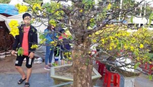 “Đại lão mai” giá 250 triệu ở chợ hoa Quảng Trị khiến nhiều người ngẩn ngơ