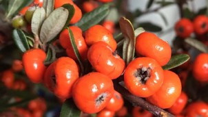 Người Việt đua nhau đặt cành hồng chi chít quả về trưng Tết