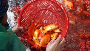 Thái Bình: Cá chép chết "đỏ ao" ngay trước dịp ông Công, ông Táo