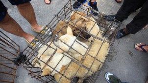 Thâm Quyến cấm ăn thịt chó mèo nhằm ngăn virus corona lây lan