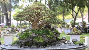 Tiểu cảnh "Đại lộc như sơn" siêu độc tại Hội hoa Xuân, đại gia hét giá nửa tỷ cũng không mua được Tiểu cảnh "Đại lộc như sơn" siêu độc tại Hội hoa Xuân, đại gia hét giá nửa tỷ cũng không mua được