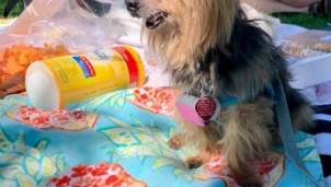 Tôi đeo smartband cho cún cưng và nhận thấy điều lạ