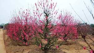 Biết cách chọn đào chơi Tết hợp phong thủy sẽ đem lại may mắn.