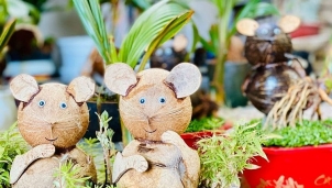 Các loại cây độc lạ được săn đón trong Tết Canh Tý 2020 Các loại cây độc lạ được săn đón trong Tết Canh Tý 2020