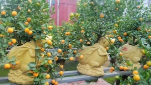 Chuột vàng “cõng” quất gây sốt dịp Tết