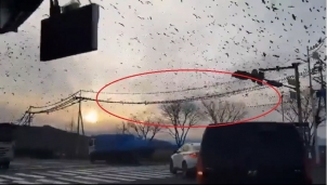 Đàn quạ đen bay kín trời Hàn Quốc gây xôn xao dân mạng Đàn quạ đen bay kín trời Hàn Quốc gây xôn xao dân mạng