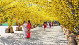 Giới trẻ "lạc lối" với đường Mai tuyệt đẹp ở Sài Gòn Giới trẻ "lạc lối" với đường Mai tuyệt đẹp ở Sài Gòn