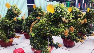 Quất bonsai tạo hình chuột thu hút người dân đi đường Quất bonsai tạo hình chuột thu hút người dân đi đường