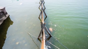 JVE kết thúc thí điểm làm sạch một góc hồ Tây: Nước đạt chất lượng, cá sống khỏe