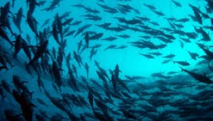 Môi trường đại dương đang bị tàn phá nghiêm trọng bởi lối khai thác 'tận diệt' của nhân loại