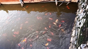 Dàn cá Koi ở Hồ Tây ra sao sau 3 ngày thả tại khu vực thí điểm lọc nước Dàn cá Koi ở Hồ Tây ra sao sau 3 ngày thả tại khu vực thí điểm lọc nước