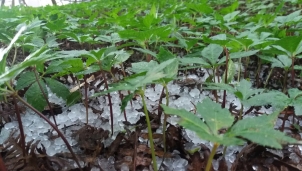 Dự báo thời tiết Hà Nội ngày mai 27/8: Mưa to đến rất to và có khả năng xảy ra mưa đá