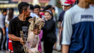 "Hạ nhiệt" thị trường bằng nhập khẩu lợn sống có đảm bảo an toàn? "Hạ nhiệt" thị trường bằng nhập khẩu lợn sống có đảm bảo an toàn?