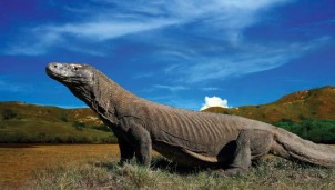 Loài thằn lằn lớn nhất thế giới Rồng Komodo đứng trước nguy cơ tuyệt chủng vĩnh viễn Loài thằn lằn lớn nhất thế giới Rồng Komodo đứng trước nguy cơ tuyệt chủng vĩnh viễn