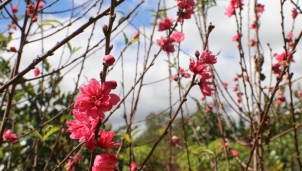 Mừng mùa lễ hội năm 2019 nơi những gốc Bích Đào Tây Nguyên bung nở Mừng mùa lễ hội năm 2019 nơi những gốc Bích Đào Tây Nguyên bung nở