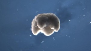 Mỹ phát triển ý tưởng đưa robot trong phim viễn tưởng ra ngoài đời thực Mỹ phát triển ý tưởng đưa robot trong phim viễn tưởng ra ngoài đời thực