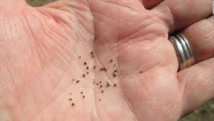 Nhân loại sử dụng thuốc lá từ khi nào?