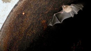 Phát hiện mới nhất về nguồn gốc của virus SARS-CoV-2 từ loài dơi móng ngựa lây sang người Phát hiện mới nhất về nguồn gốc của virus SARS-CoV-2 từ loài dơi móng ngựa lây sang người