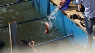 Thả cá Koi xuống sông Tô Lịch chuyên gia Nhật Bản muốn nói điều gì? Thả cá Koi xuống sông Tô Lịch chuyên gia Nhật Bản muốn nói điều gì?