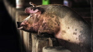 Virus cúm lợn là nghiên cứu không "mang tính đại diện"