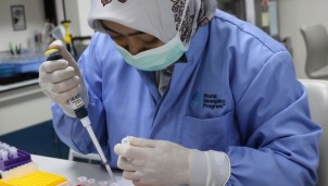 Wolbachia - 'Khắc tinh' của muỗi vằn gây bệnh sốt xuất huyết Wolbachia - 'Khắc tinh' của muỗi vằn gây bệnh sốt xuất huyết