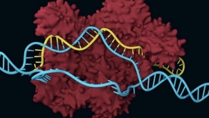 Các nhà nghiên cứu tại Harvard phát triển thành công cách thức chỉnh sửa gen mới hữu hiệu hơn cả CRISPR Các nhà nghiên cứu tại Harvard phát triển thành công cách thức chỉnh sửa gen mới hữu hiệu hơn cả CRISPR