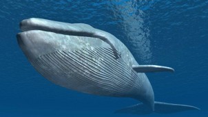 Báo động lượng vi nhựa khổng lồ cá voi nuốt phải mỗi ngày Báo động lượng vi nhựa khổng lồ cá voi nuốt phải mỗi ngày