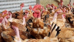 Cả nước còn 10 ổ dịch cúm gia cầm chưa qua 21 ngày