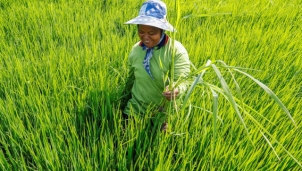 Công nghệ phát hiện sớm hạn hán tại Thái Lan, giúp ngầm hiểu giá nông sản tăng cao  Công nghệ phát hiện sớm hạn hán tại Thái Lan, giúp ngầm hiểu giá nông sản tăng cao