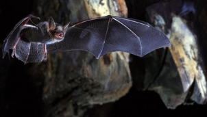 COVID-19 làm đảo lộn thế giới: lỗi của loài dơi hay loài người? COVID-19 làm đảo lộn thế giới: lỗi của loài dơi hay loài người?