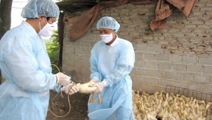 Cúm gia cầm: Không để dịch bệnh dây dưa kéo dài, tái phát, lây lan diện rộng Cúm gia cầm: Không để dịch bệnh dây dưa kéo dài, tái phát, lây lan diện rộng