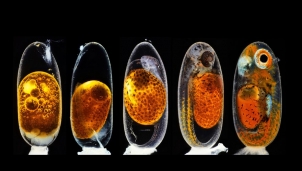 Cuộc thi ảnh Nikon Small World - Kính hiển vi và những kiệt tác của tạo hóa