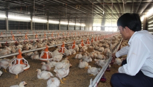 Giá thức ăn tăng liên tục từ đầu năm trong khi giá bán luôn dưới giá thành khiến người nuôi gà lỗ nặng Giá thức ăn tăng liên tục từ đầu năm trong khi giá bán luôn dưới giá thành khiến người nuôi gà lỗ nặng