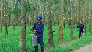 Hiệu quả của 3 doanh nghiệp lớn "họ" cao su Hiệu quả của 3 doanh nghiệp lớn "họ" cao su
