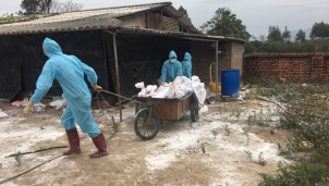 Khoanh vùng, khống chế dịch cúm gia cầm H5N6 tại Quảng Ninh