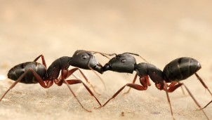 Loài Kiến nôn vào miệng nhau để làm gì? Loài Kiến nôn vào miệng nhau để làm gì?