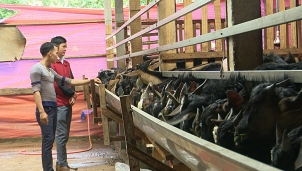 Quảng Trị: Mô hình chăn nuôi dê thâm canh đạt hiệu quả cao Quảng Trị: Mô hình chăn nuôi dê thâm canh đạt hiệu quả cao