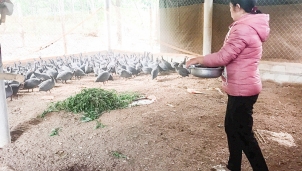 Quảng Trị: Mô hình chăn nuôi gà sao cho hiệu quả cao Quảng Trị: Mô hình chăn nuôi gà sao cho hiệu quả cao