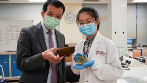 Singapore: Biến đổi vỏ sầu riêng thành băng keo cá nhân kháng khuẩn