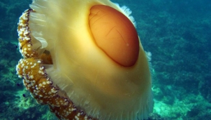 Sứa trứng chiên là loài sứa đẹp nhất đại dương Sứa trứng chiên là loài sứa đẹp nhất đại dương
