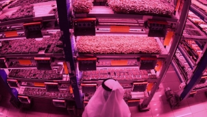 Trồng rau, nuôi bò sữa, cá hồi giữa vùng sa mạc đầy nắng gió - Cách mạng xanh của Dubai Trồng rau, nuôi bò sữa, cá hồi giữa vùng sa mạc đầy nắng gió - Cách mạng xanh của Dubai
