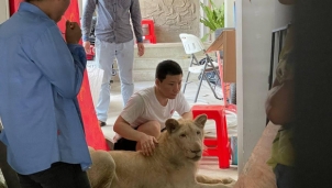 Từ clip trên Tiktok, nhà chức trách phát hiện việc nuôi sư tử tại nhà riêng ở thủ đô Phnom Penh 