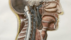 Tuyến nước bọt thứ 4: Một phát hiện mới của khoa học Tuyến nước bọt thứ 4: Một phát hiện mới của khoa học