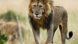 Vẻ đẹp của động vật hoang dã ở những nơi nguy hiểm nhất thế giới Vẻ đẹp của động vật hoang dã ở những nơi nguy hiểm nhất thế giới